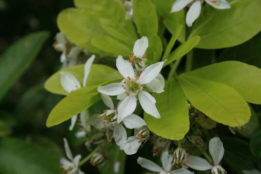 Image of Mexican Orange Blossom