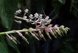 Imagem de Cavendishia grandifolia Herold