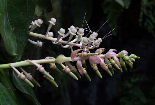 Image of Cavendishia grandifolia Herold