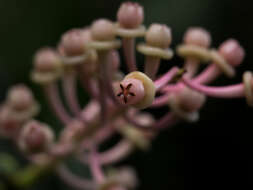 Imagem de Cavendishia grandifolia Herold