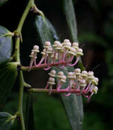 Imagem de Cavendishia grandifolia Herold