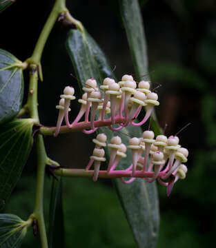 Image of Cavendishia grandifolia Herold