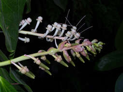 Imagem de Cavendishia grandifolia Herold