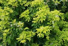 Image of Mexican Orange Blossom