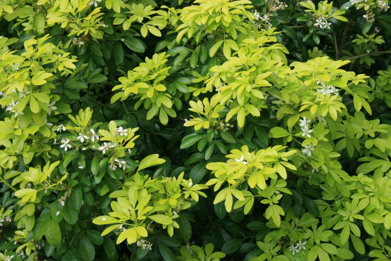 Image of Mexican Orange Blossom