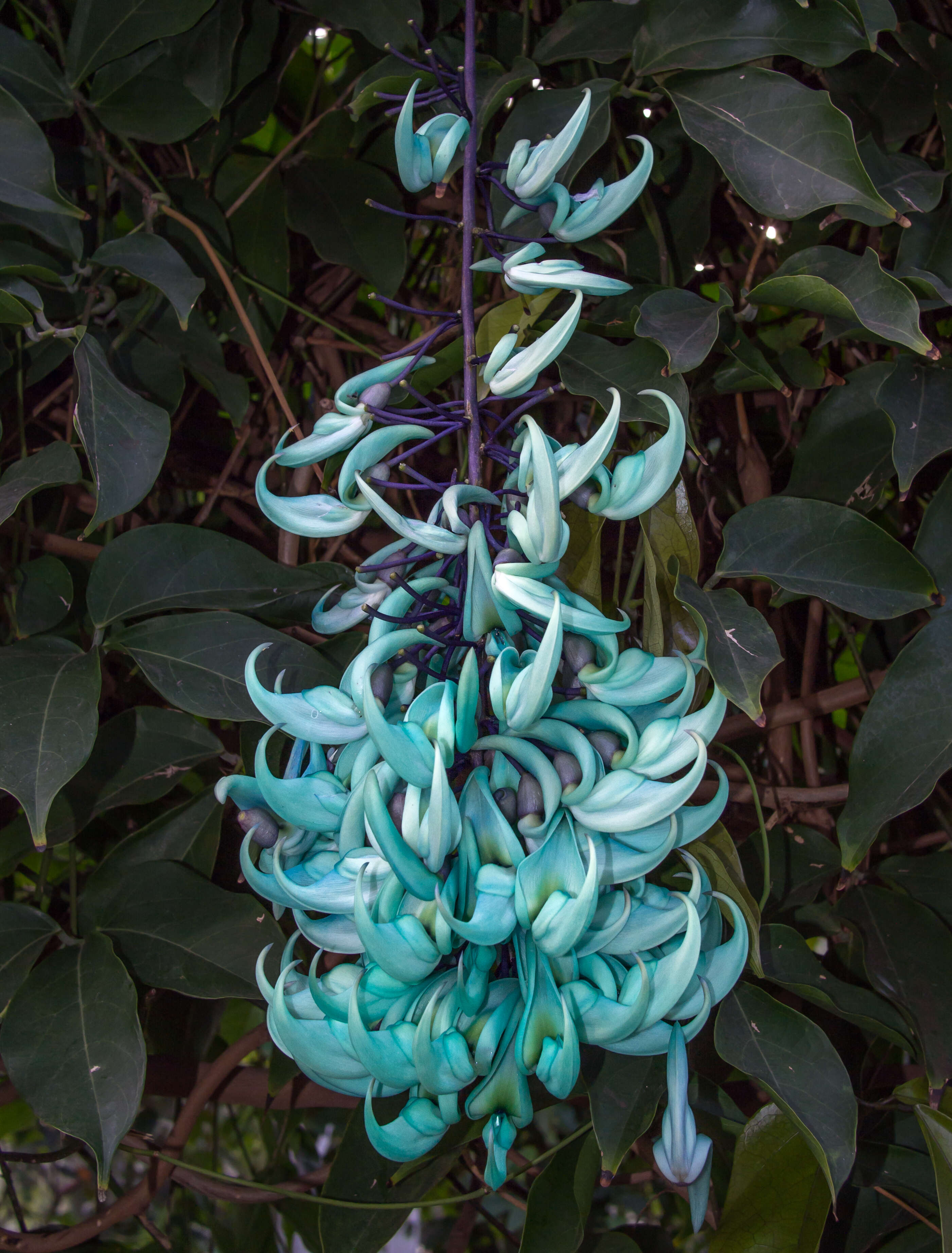 Image of Jade Vine