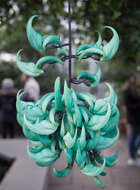 Image of Jade Vine