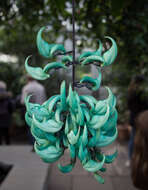 Image of Jade Vine