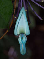 Image of Jade Vine