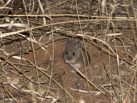 Image of Plains Mouse