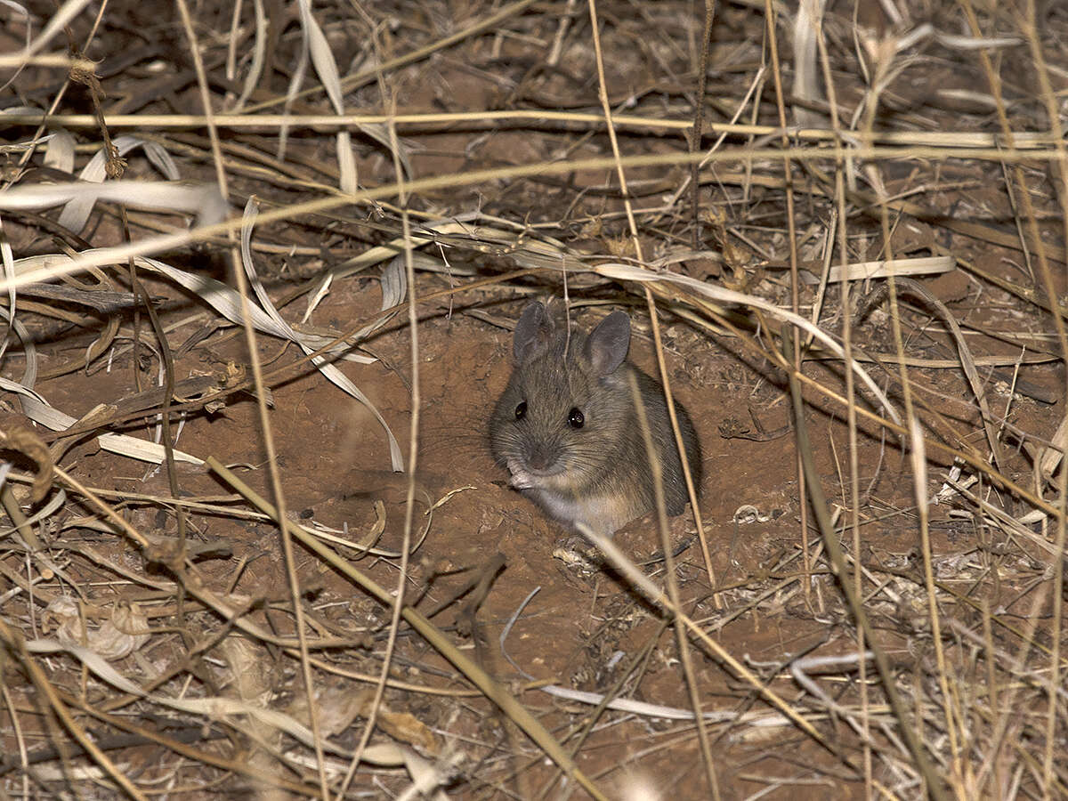 Image of Plains Mouse