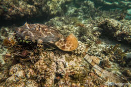 Image of wobbegongs