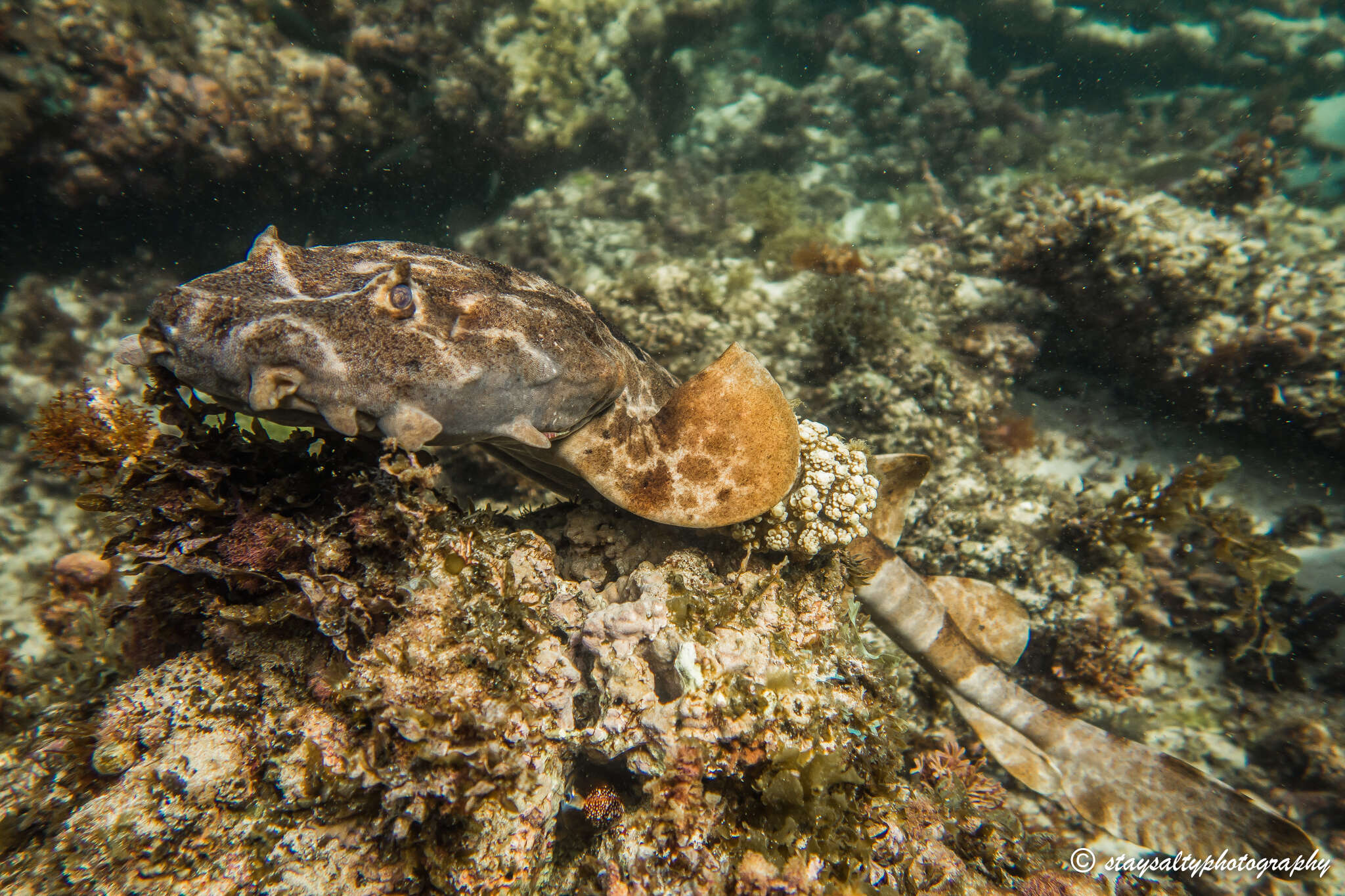 Image of wobbegongs