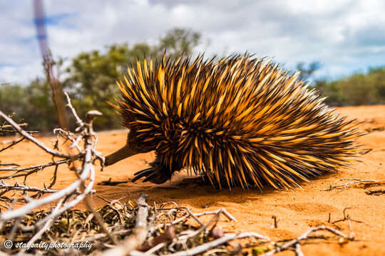 Image of Short-beaked Echidnas