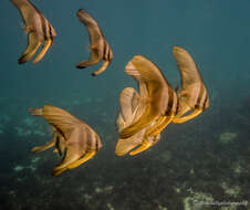 Image of Blunthead batfish