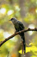 Image of Green-billed Malkoha