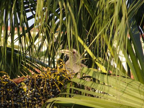 Image of Indian Grey Hornbill