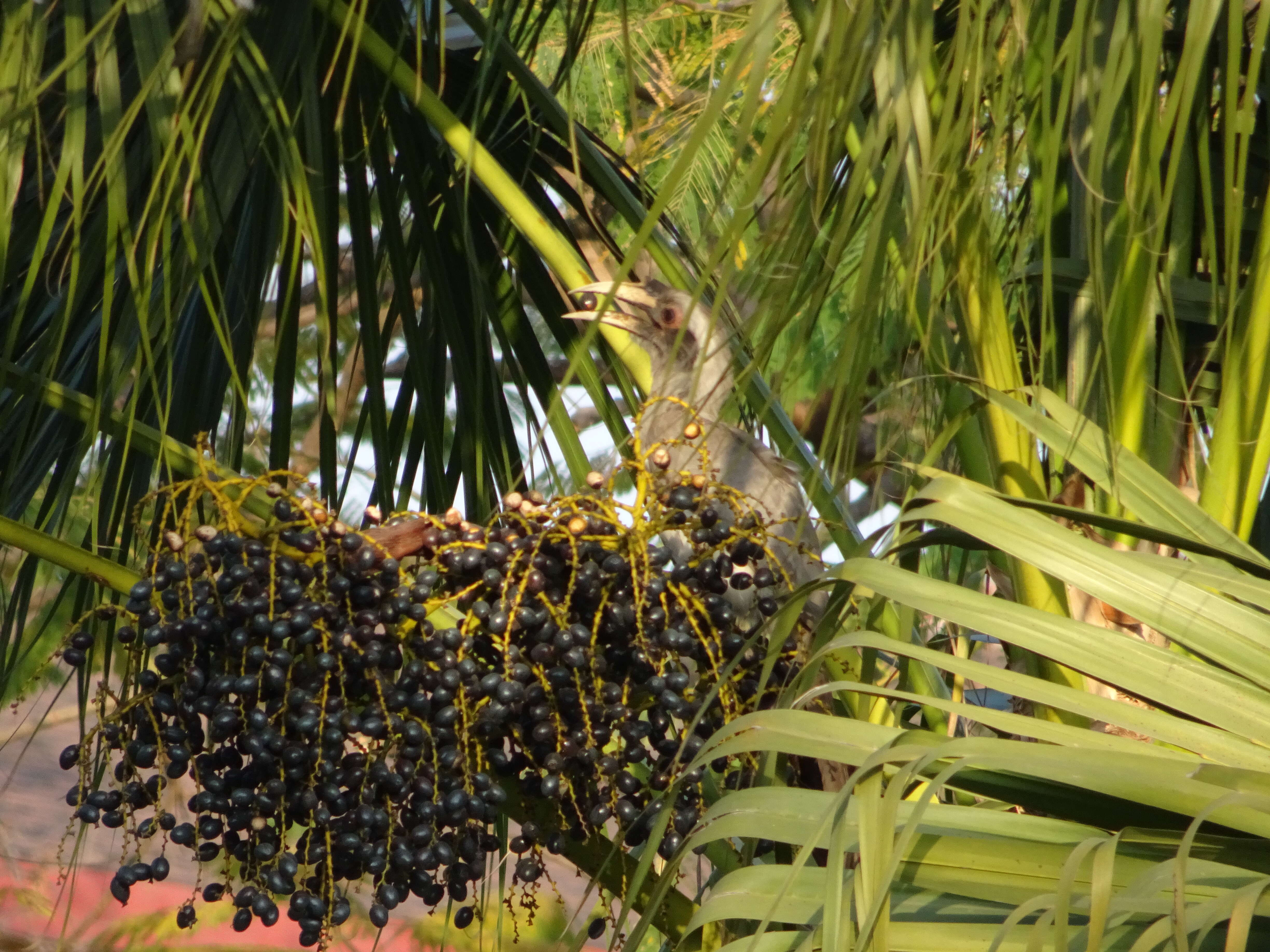 Image of Indian Grey Hornbill