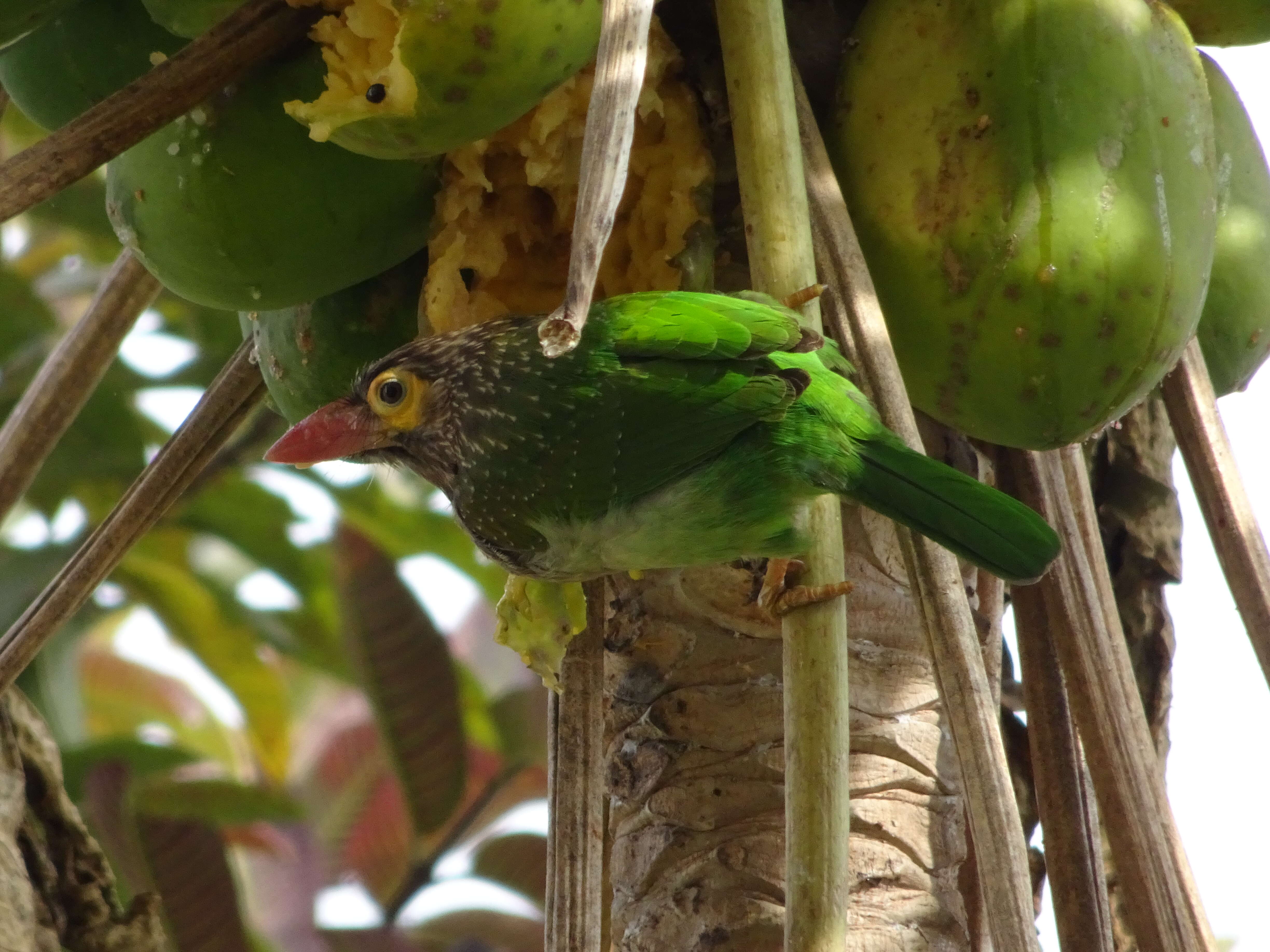 Psilopogon lineatus (Vieillot 1816) resmi