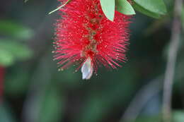 Image of crimson bottlebrush