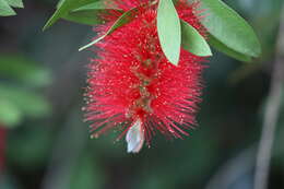 Image of crimson bottlebrush