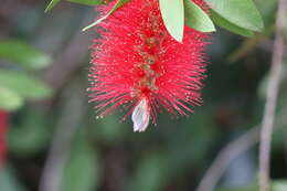 Image of crimson bottlebrush