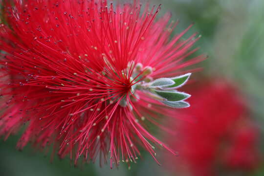 صورة Callistemon citrinus (Curtis) Skeels