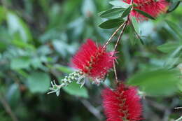 Image of crimson bottlebrush