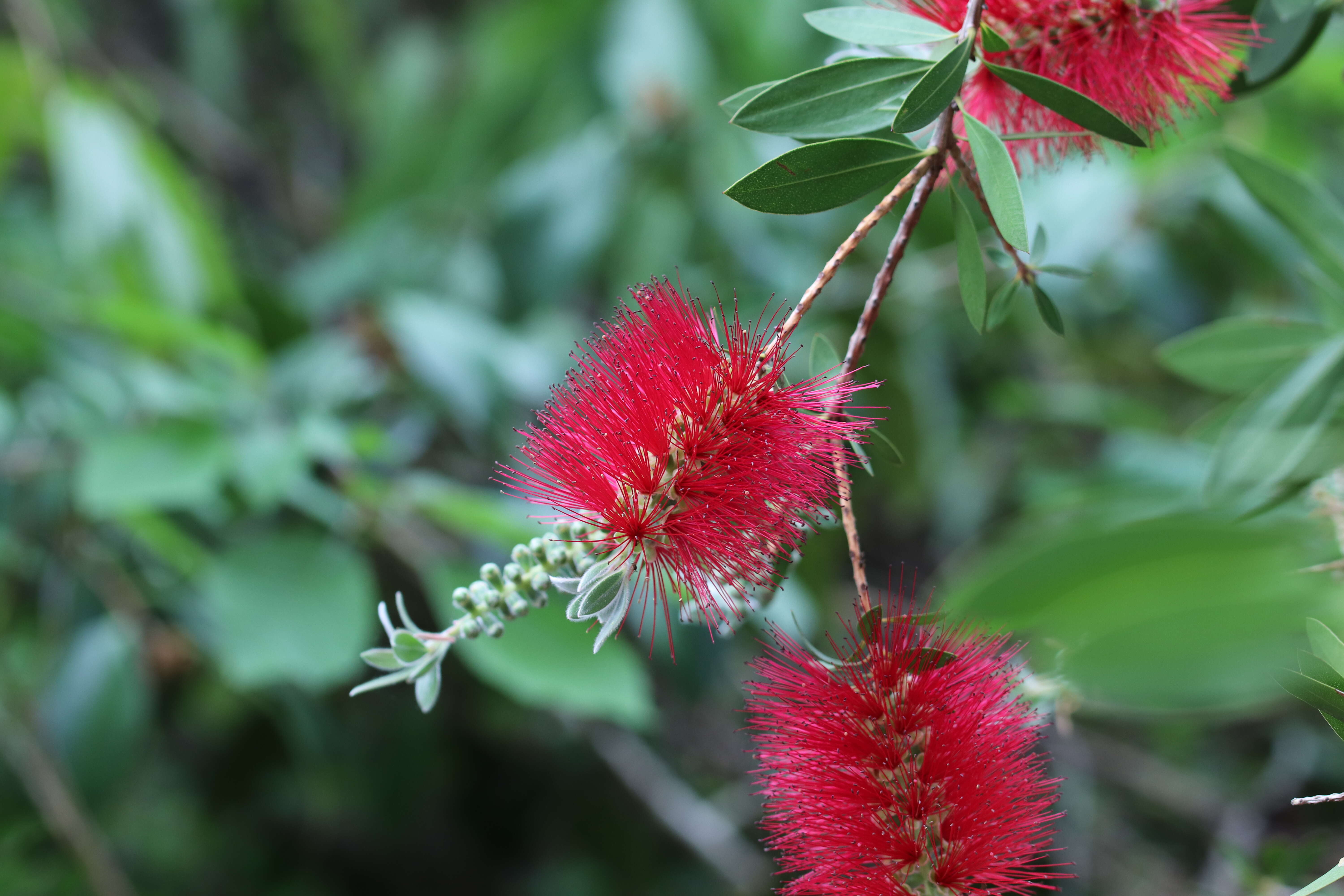 صورة Callistemon citrinus (Curtis) Skeels