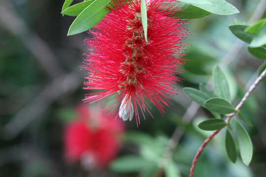 صورة Callistemon citrinus (Curtis) Skeels