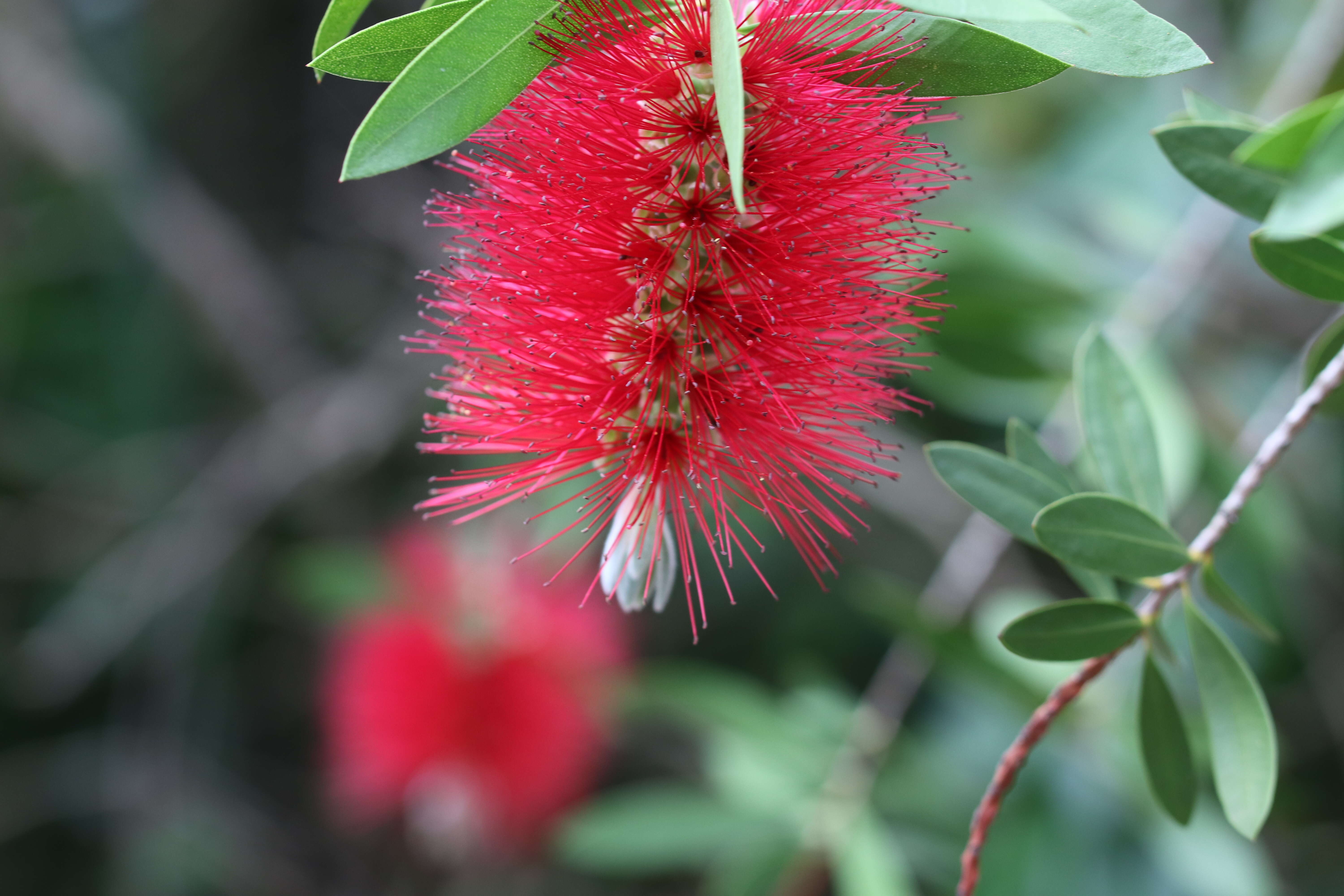 Image of crimson bottlebrush