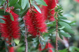 Image of crimson bottlebrush