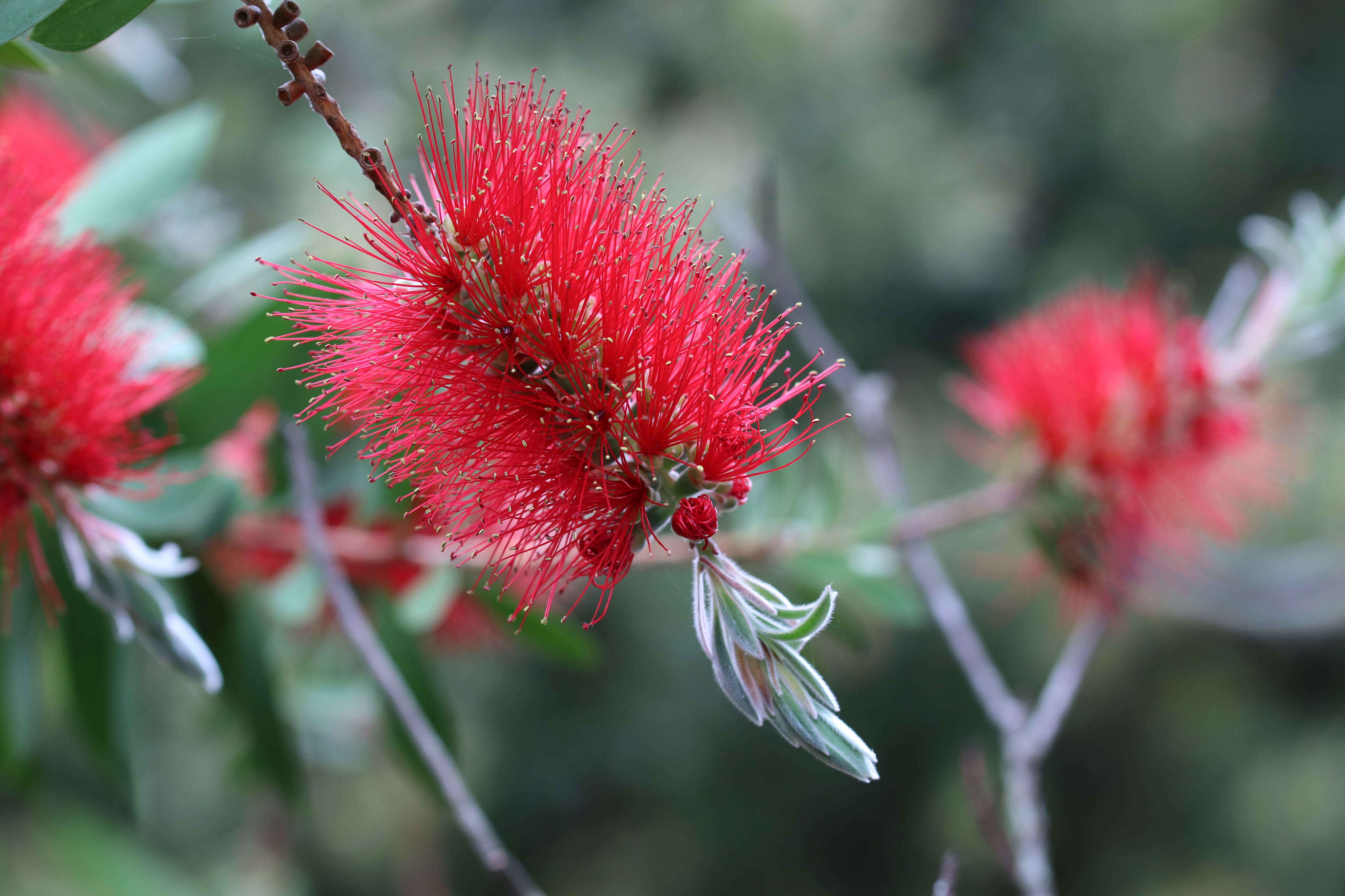 Image of crimson bottlebrush