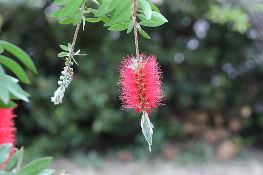 صورة Callistemon citrinus (Curtis) Skeels