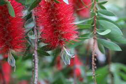 Image of crimson bottlebrush