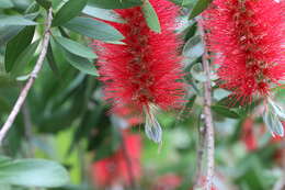 Image of crimson bottlebrush