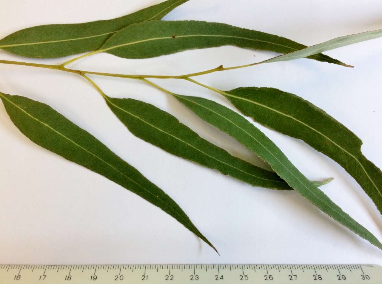 Image of Smith's eucalyptus