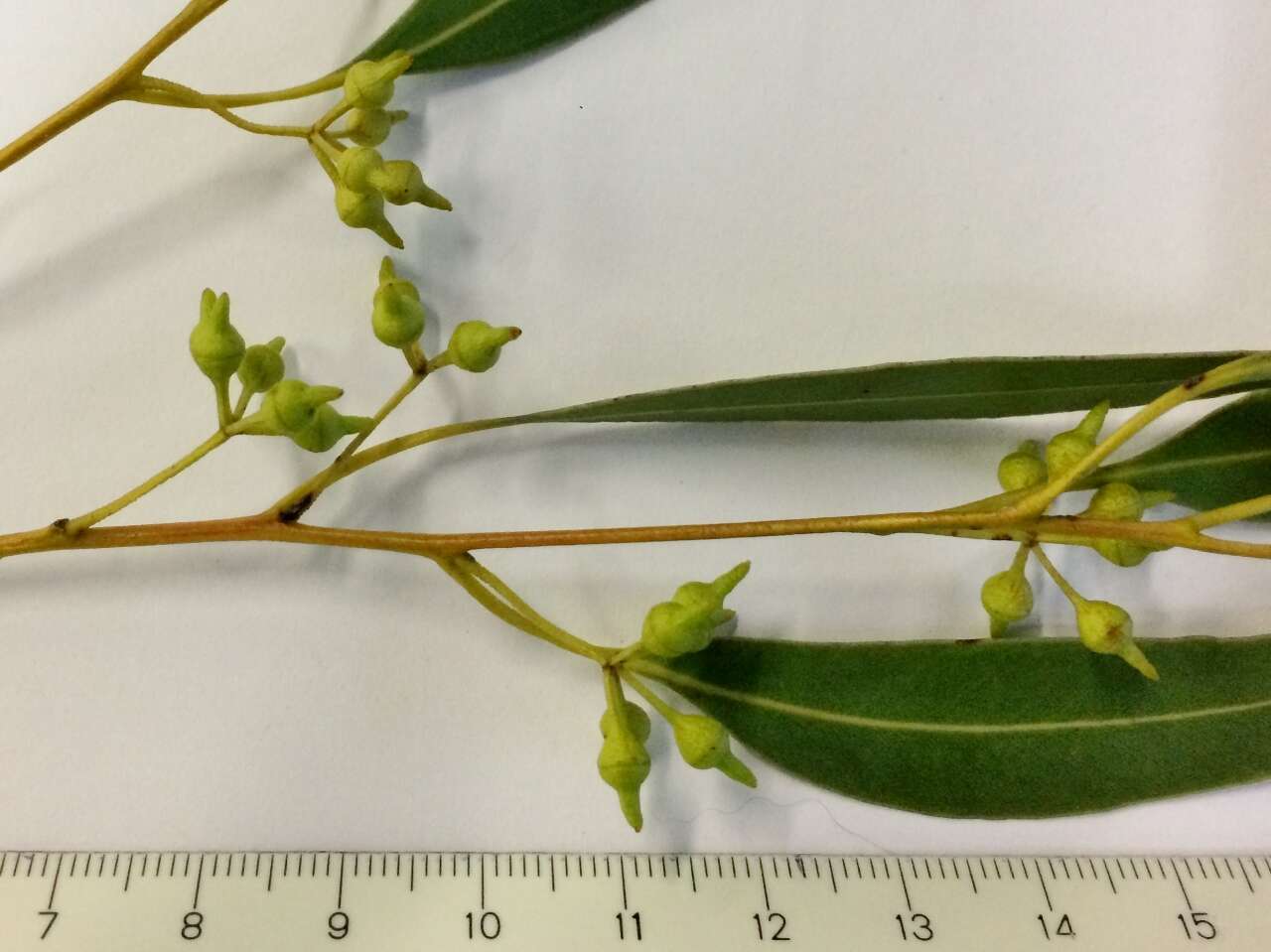 Image of Smith's eucalyptus