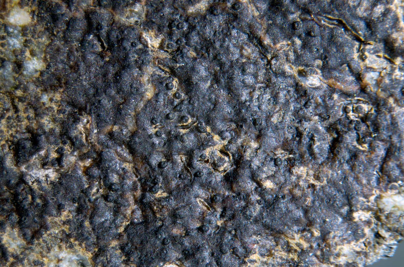 Image of Collemopsidium