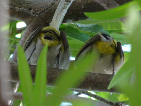 Image of Indian White-eye