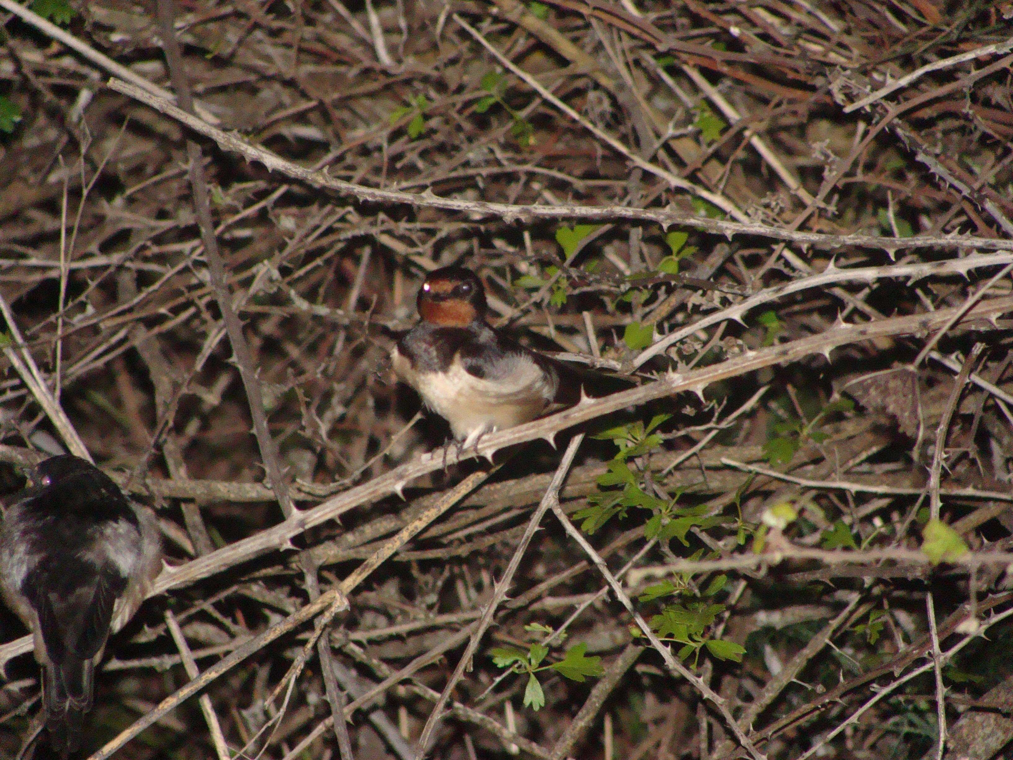 Image of Hirundo Linnaeus 1758