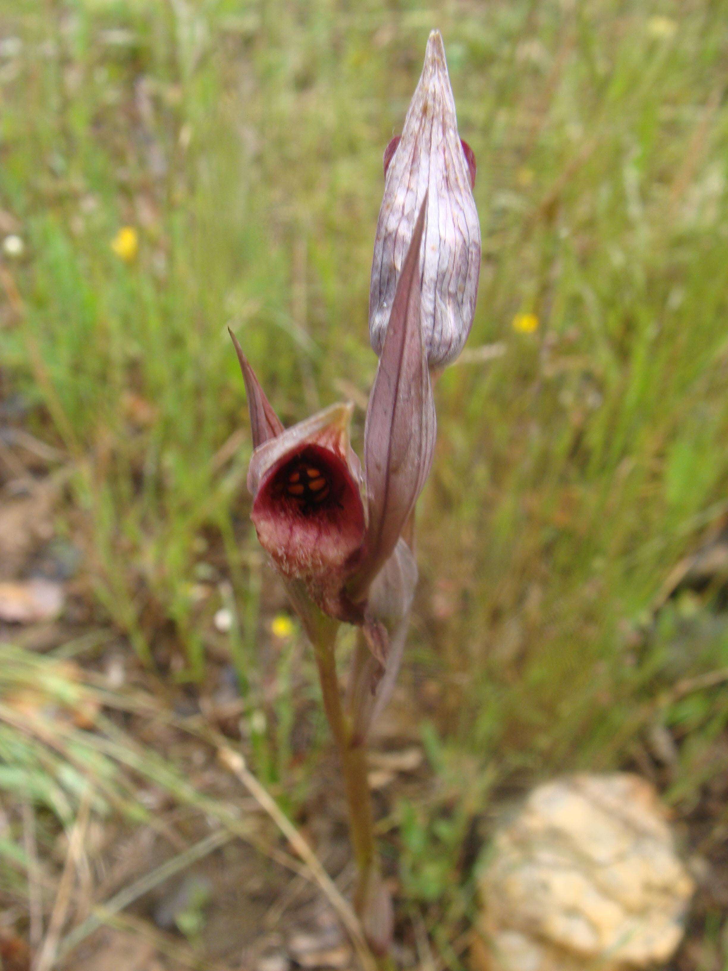 Image of Small-flowered serapias