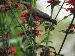 Image of Purple Sunbird