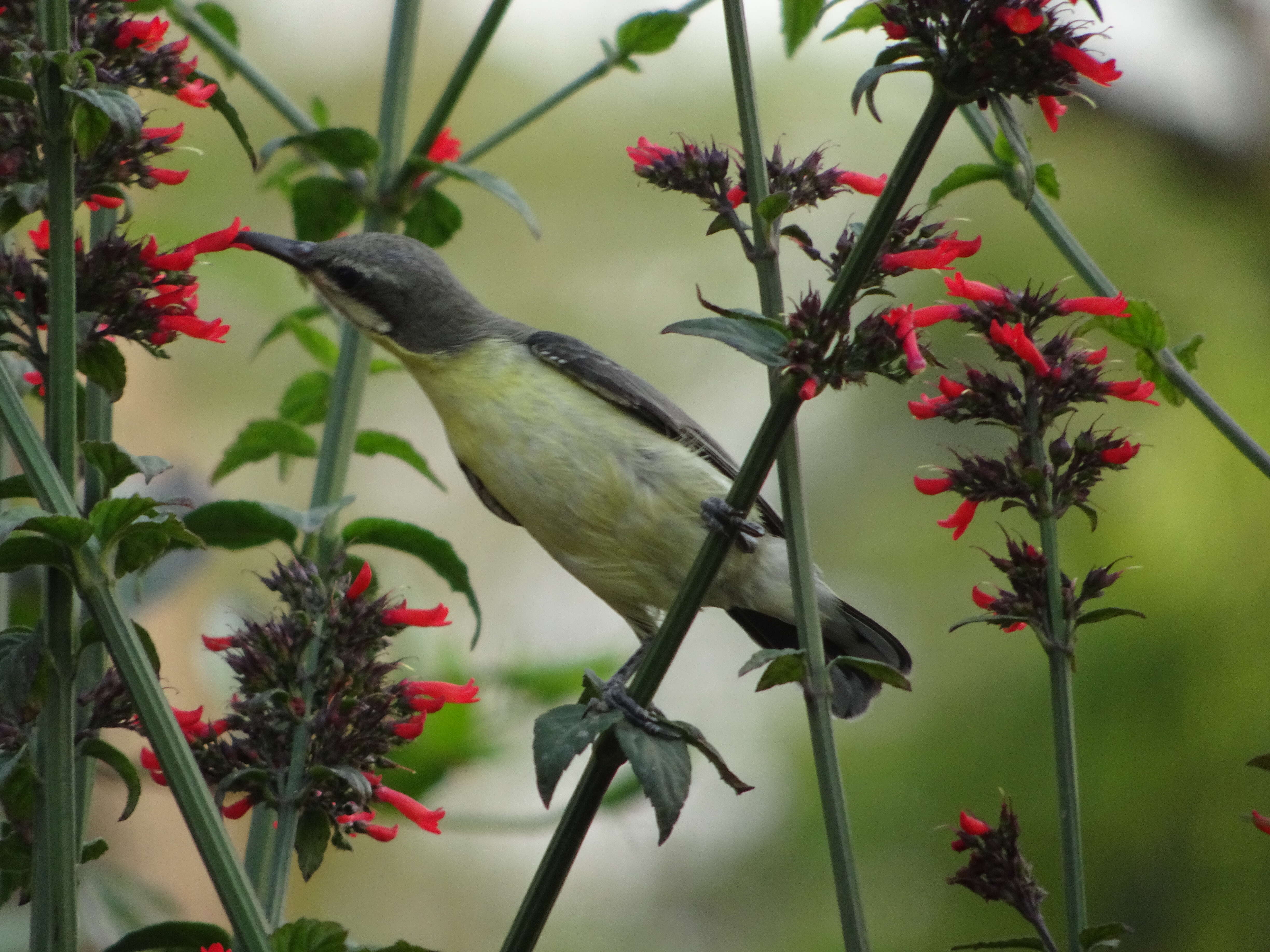 Image of Purple Sunbird