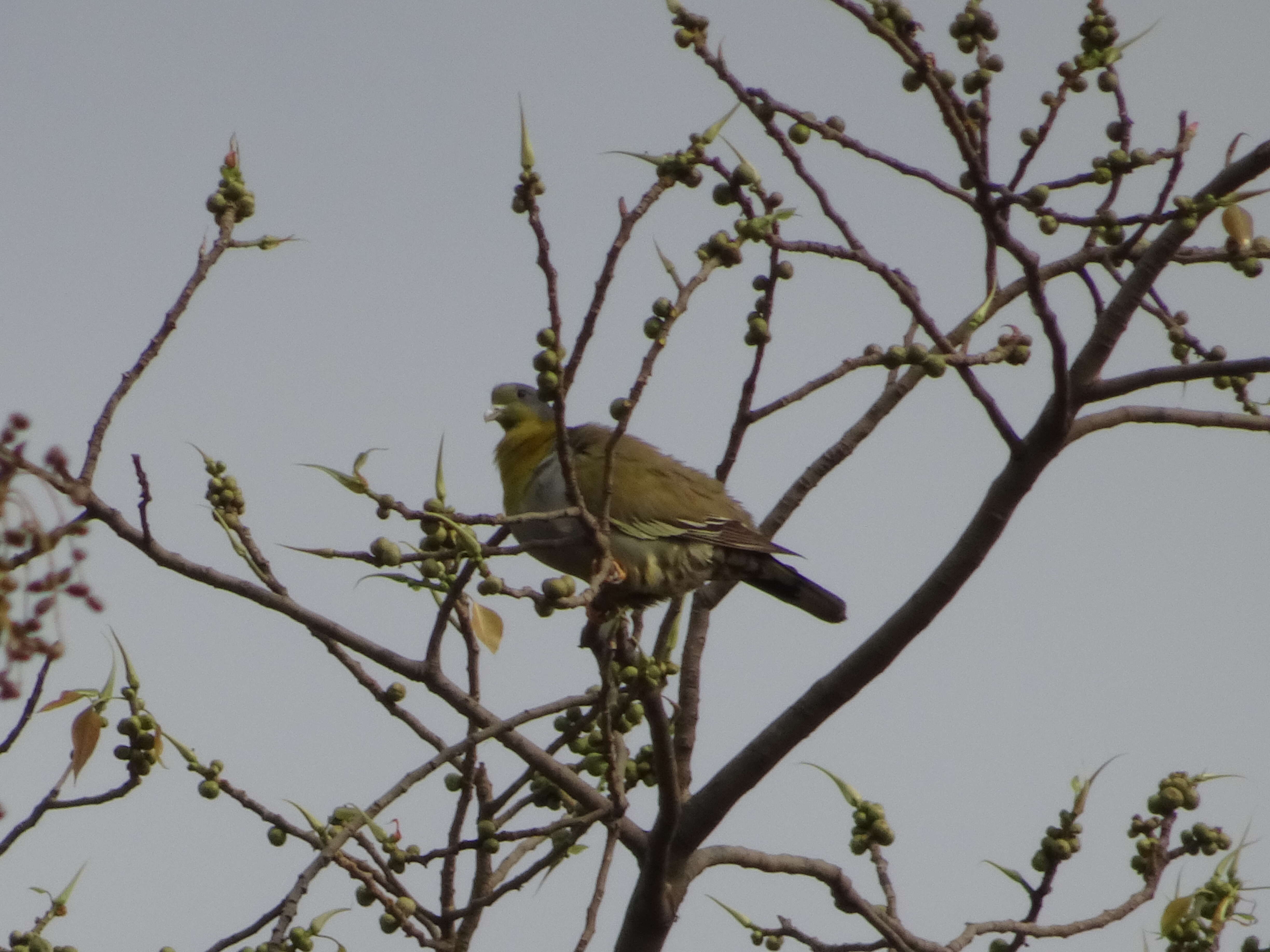 Слика од Treron phoenicopterus (Latham 1790)