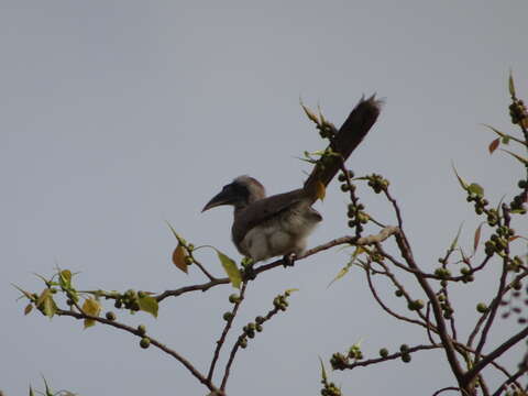 Image of Indian Grey Hornbill