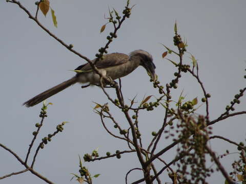 Image of Indian Grey Hornbill