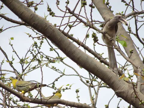 Image of Yellow-footed Green Pigeon