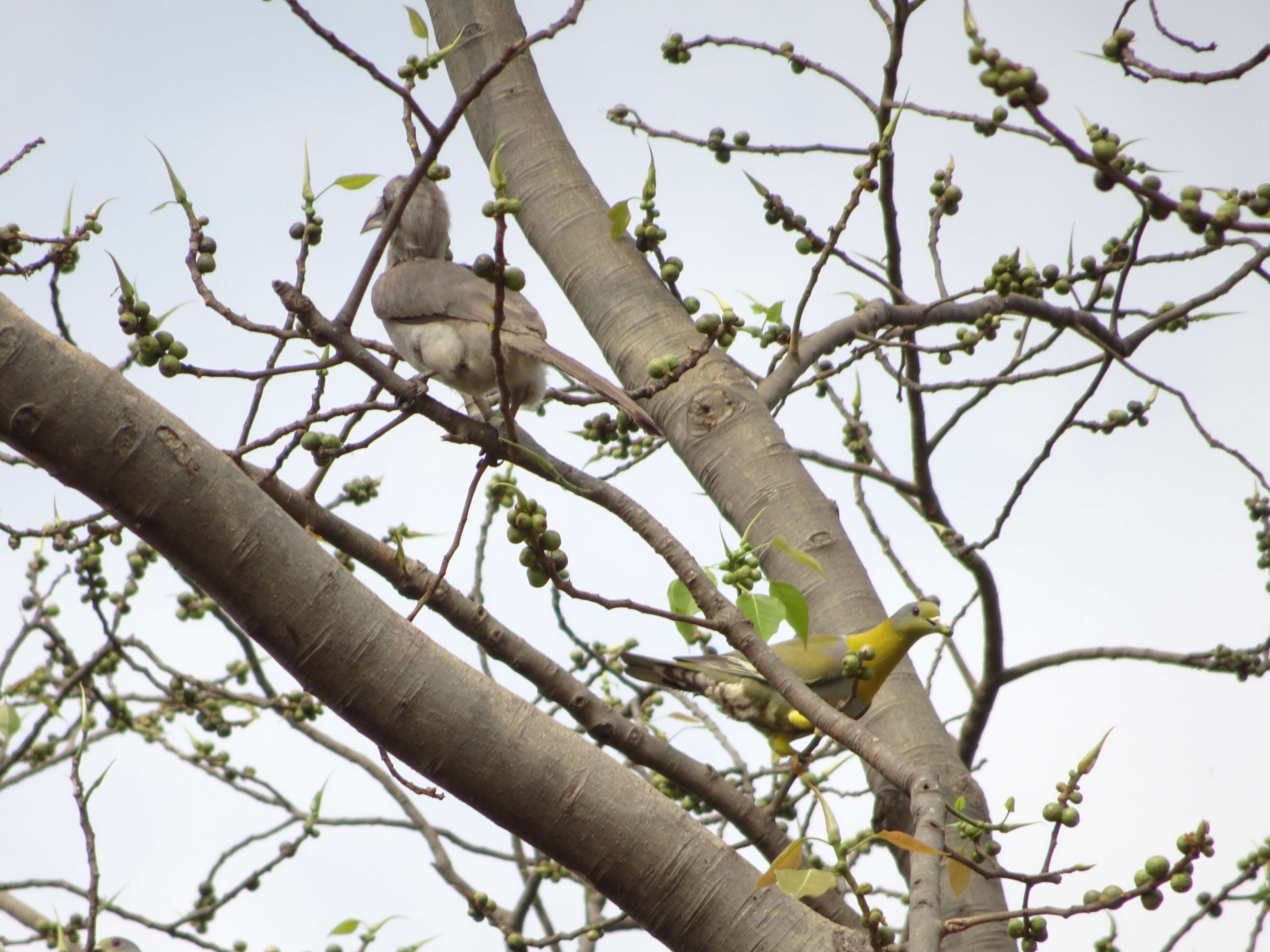 Слика од Treron phoenicopterus (Latham 1790)