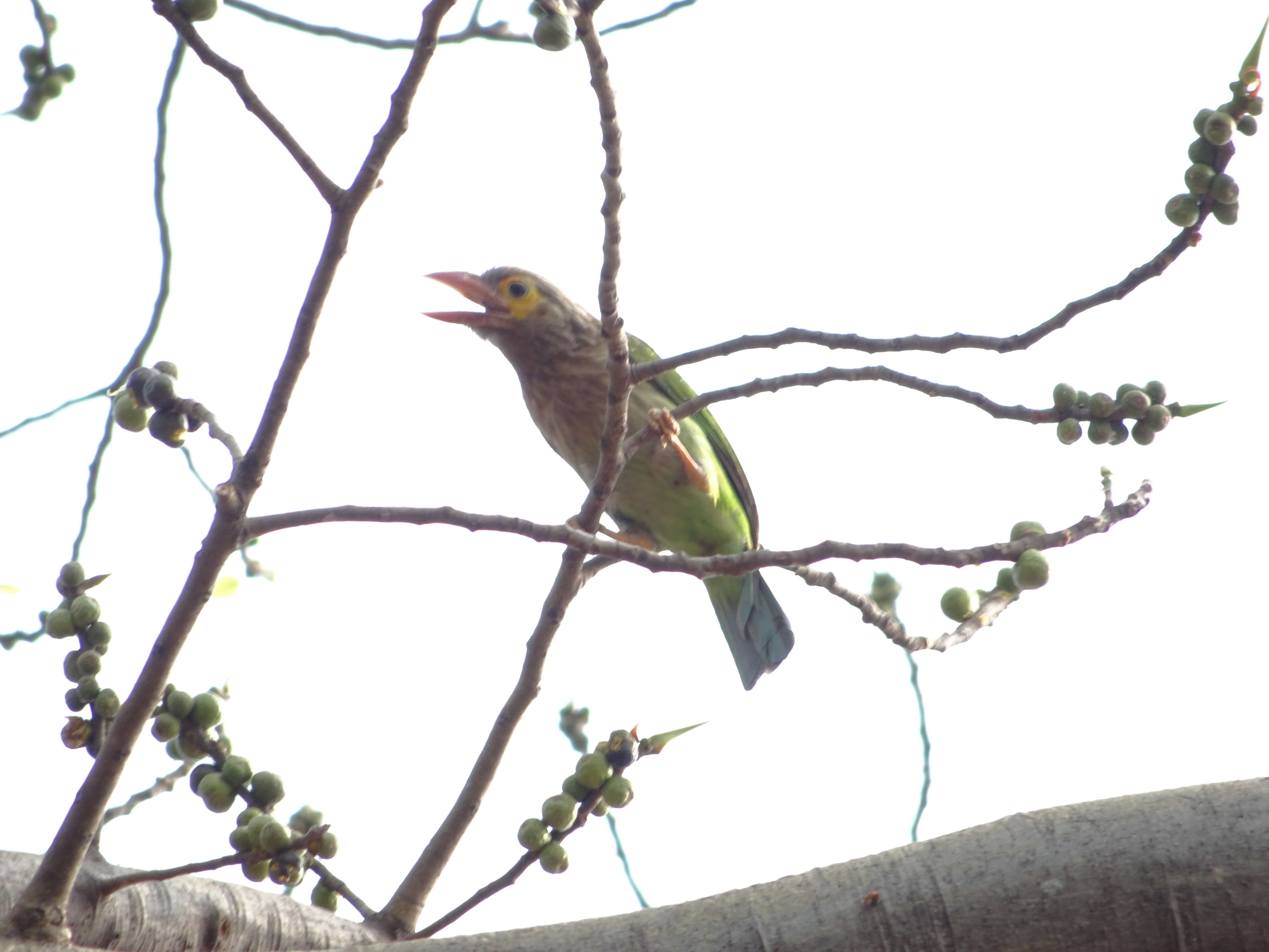 Psilopogon lineatus (Vieillot 1816) resmi